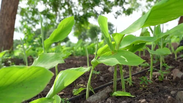 Fresh green turmeric crop in row at agriculture field 