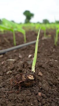 small green turmeric crop in agriculture field