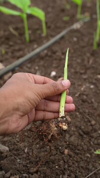 Hand holding turmeric crop at agriculture field 