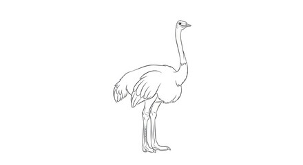 Naklejka premium A line drawing of an ostrich stands upright on a white background. The ostrich has a long neck, a small head, and distinctive feathers.