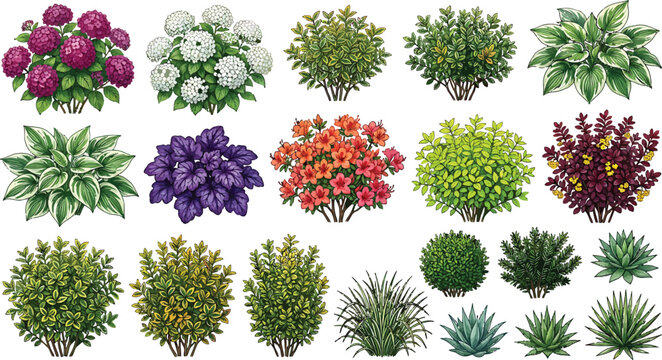 Collection of various garden shrubs and ornamental plants isolated on white background for landscape design vector illustration