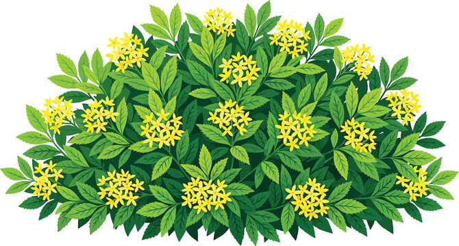 Lush green bush with small yellow flower clusters isolated on white background vector illustration for garden design