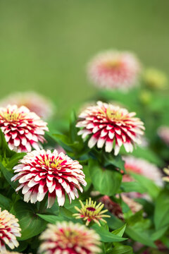 Beautiful red white Zinnia flowers blooming in the garden. Green background with copy space.