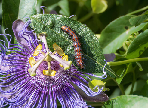 Gulf Fritillary butterfly caterpillar feeding on its host plant, Purple Passionflower (Passiflora incarnata)