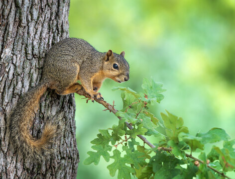 Young Eastern Fox squirrel sitting on an oak tree branch. Natural green background with copy space.