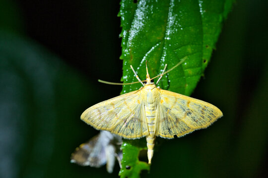 Top view macro of a pale gray striped moth resting on a green leaf with water droplets.