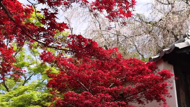 Scenic Japanese garden view with vivid red momiji leaves, green trees and soft natural daylight. Peaceful travel and nature background. Beautiful seasonal foliage in Japan.
