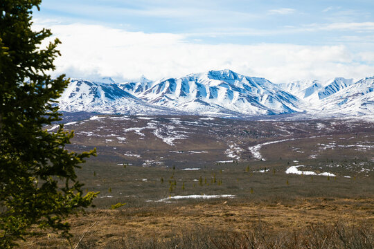 winter valley with large pine tree and snow covered mountains