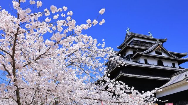 桜の松江城