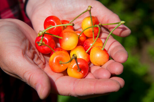 Rainier cherries, Marion County, Oregon