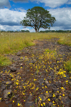Roberts Meadow oak, Kingston Prairie Preserve, Marion County, Oregon