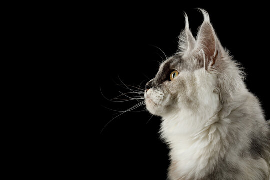 Silver tabby Maine Coon cat head shown in profile with empty copy space isolated on black background