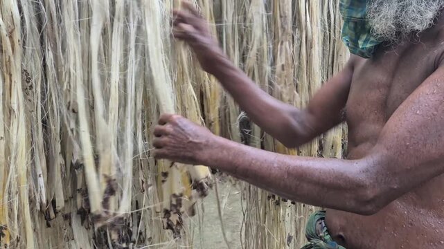 Medium Close Up View Of Senior Farmer Spreading Hanging Jute Fiber For Sun Drying