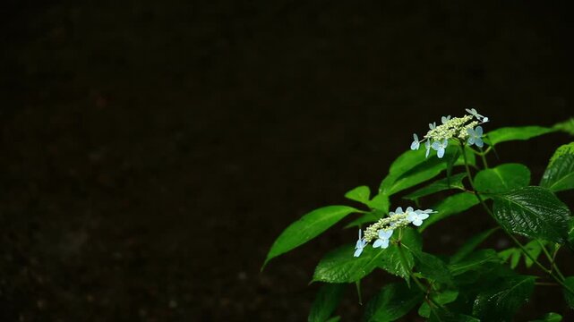 奥入瀬渓流に咲く花