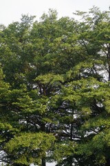 Fototapeta premium Lush green leaves and dense branches of a Madagascar almond tree creating a natural background.