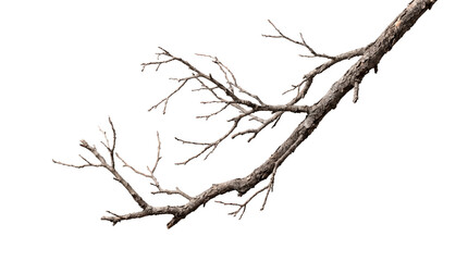 Dry dead tree branch isolated on white background transparent PNG cutout element for graphic design, dry twigs and weathered wood bark texture © creativestock