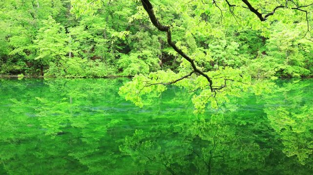 新緑の龍ケ窪