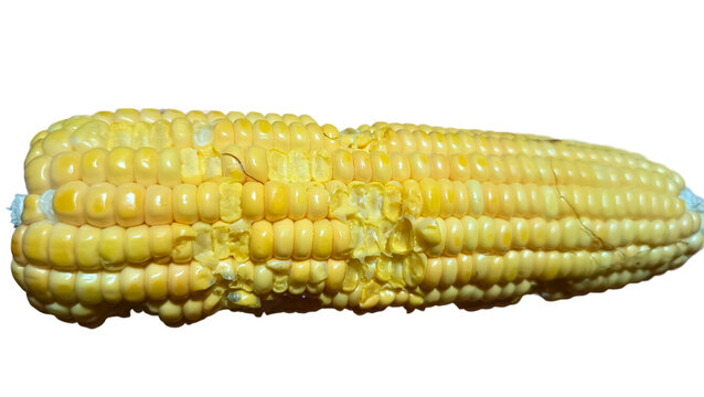 half eaten sweet corn cob