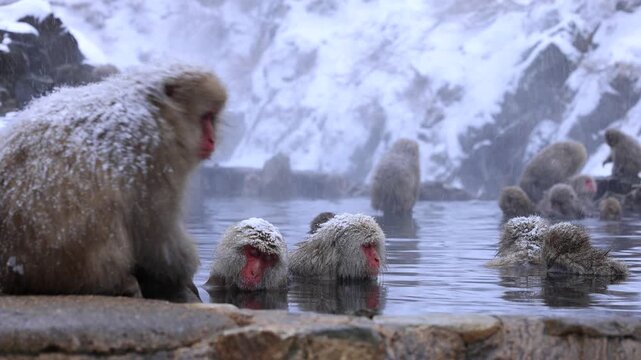 地獄谷野猿公苑のニホンザル