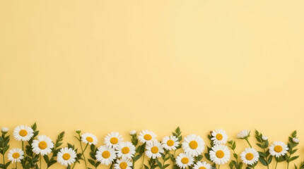 Fototapeta premium Daisy flower border white daisy yellow center spring mood minimalist floral scene