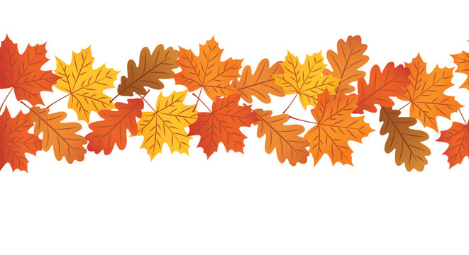 Horizontal border made of colorful autumn maple and oak leaves on white background with seasonal colorful background horizontal decoration botanical woodland november september isolated