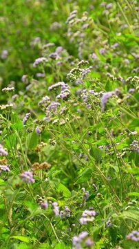 Vertical video of purple Ageratum conyzoides wild flowers blowing in the wind on a sunny day