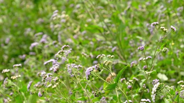 Close up static shot of purple Ageratum conyzoides billygoat weed wild flowers blooming in green meadow with soft bokeh background