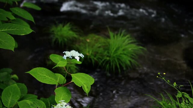 奥入瀬渓流に咲く花