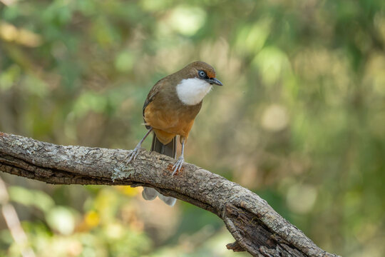 Small white-throated bird perched on a rough tree branch in a lush green forest with wildlife, creature