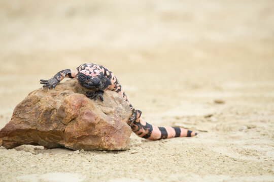 Gila monster lizard crawling on sandy ground in desert habitat with wildlife venomous crawling