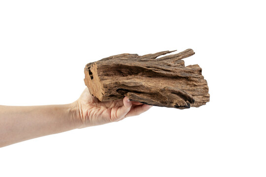 Piece of old wood and hand isolated on transparent background.