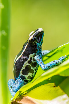 A dyeing poison dart frog resting on a lush green leaf in a tropical rainforest habitat with amphibian