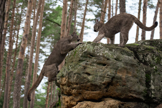 Cougar (Puma concolor), also commonly known as the mountain lion, puma, panther, or catamount. is the greatest of any large wild terrestrial mammal in the western hemisphere.
