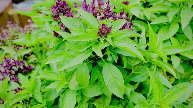 Fresh Thai Basil Plant with Purple Flowers Growing in Garden