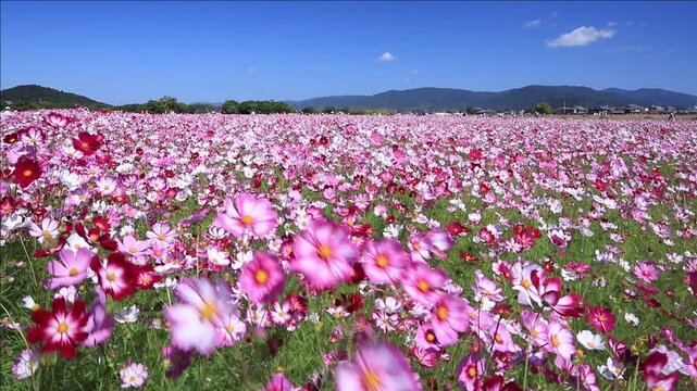 コスモス咲く藤原宮跡
