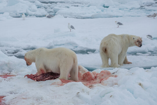Polar Bear (Ursus maritimus) Spitsbergen North Ocean