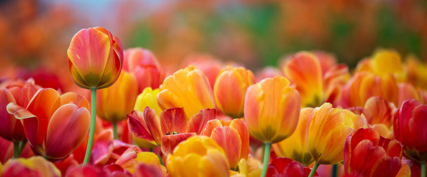 Panorama Orange Red blooming amazing landscape spring gardening. Tulips blossom bloom flower with copy space. Banner Orange Red tulip flower blossom botanical garden beautiful petal floral green park