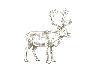 Hand Drawn Reindeer Illustration, Vintage Engraving Style © yoko