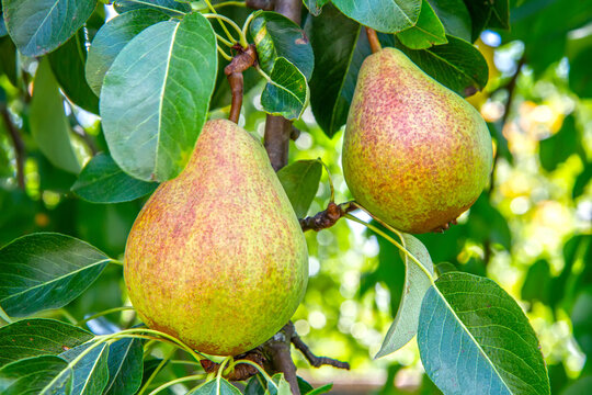 Two ripe pears hanging on a tree branch. Fresh organic fruit in an orchard. Harvesting concept for healthy food and agriculture.
