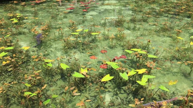 夏のモネの池