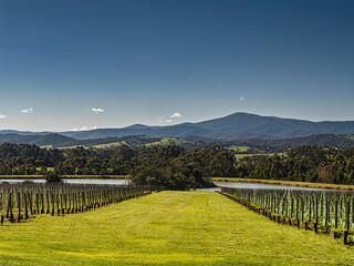 Fototapeta premium Yarra Valley Winter Vineyards Lead To Lake