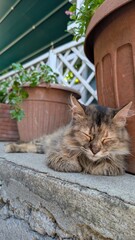 Tabby Cat Relaxing Beside a Garden Planter © Alyssa
