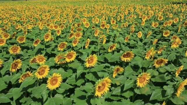 ひまわり