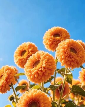 orange and yellow flowers