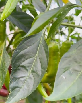 green caterpillar on a leaf