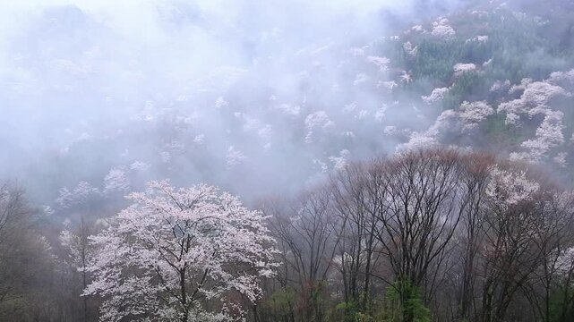 陸郷の山桜と雲海