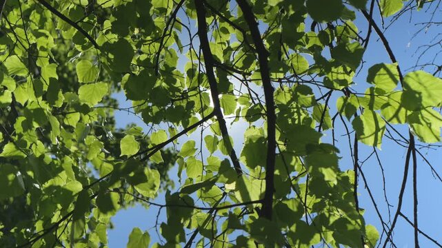 Sunlight filters through fresh green leaves against clear blue sky. Bright sun shines through dense tree canopy. Branches and leaves sway gently in wind. Nature scene captures peaceful