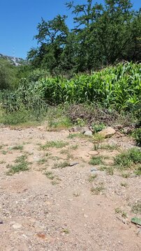 Corn Crop Tasseling in Agricultural Field Surrounded by Trees