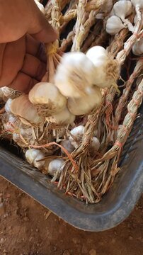 Holding Small Bundles of Fresh Organic Garlic Bulbs