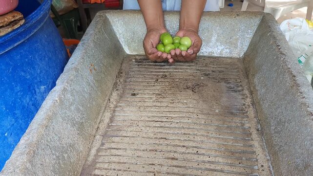 Showing Freshly Washed Green Tomatillos in Open Hand